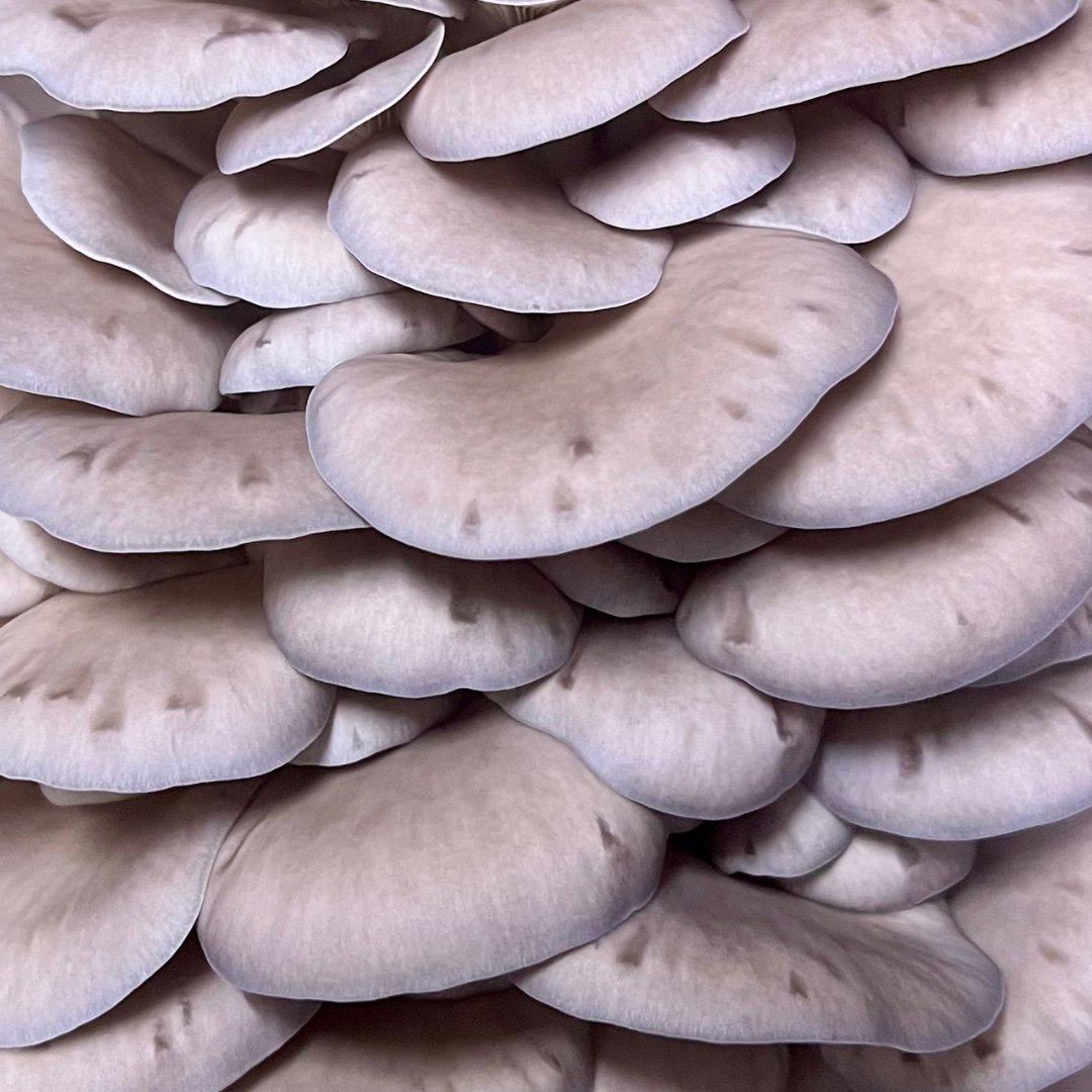 Dried Blue Oyster Mushrooms