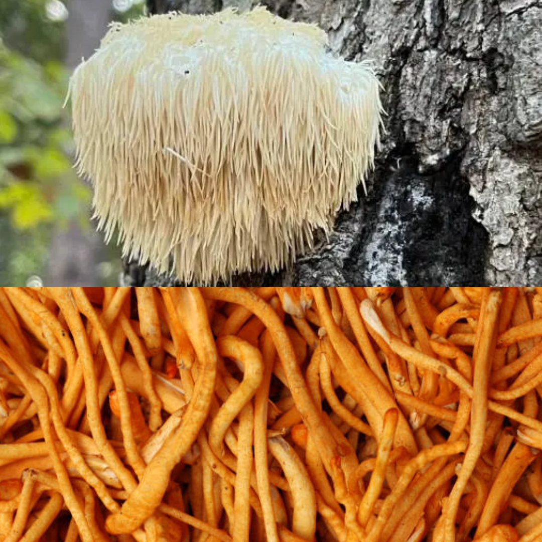 Build and Repair Mushroom Tincture — Double Extracted