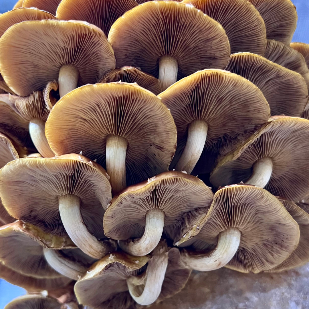 Chestnut Mushroom