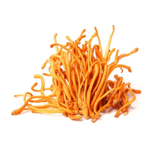 Cordyceps Mushroom Tincture — Double Extracted