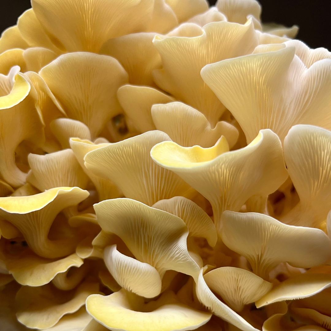 Dried Gold Oyster Mushrooms