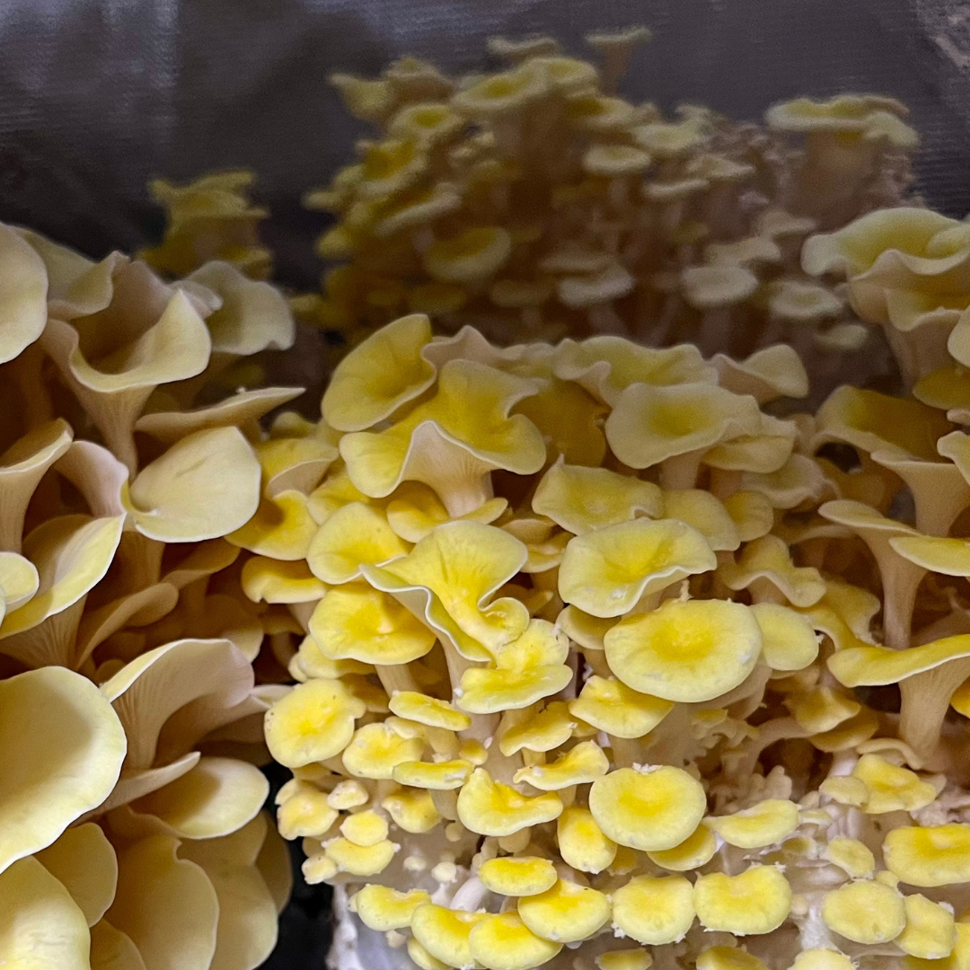 Gold Oyster Mushroom