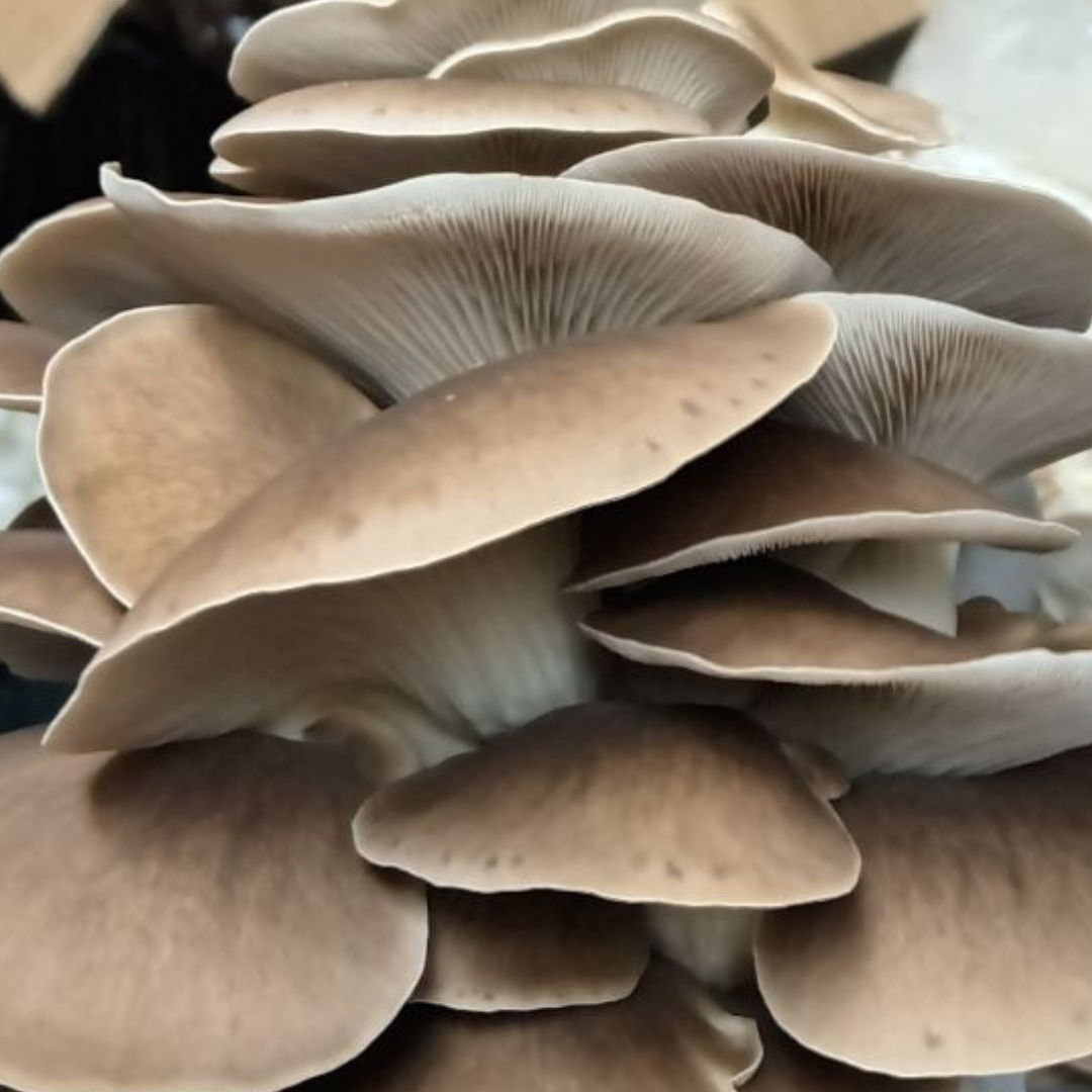 Italian Oyster Mushroom