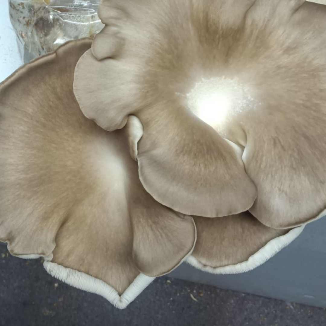 Italian Oyster Mushroom