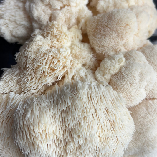 Lions Mane Mushrooms