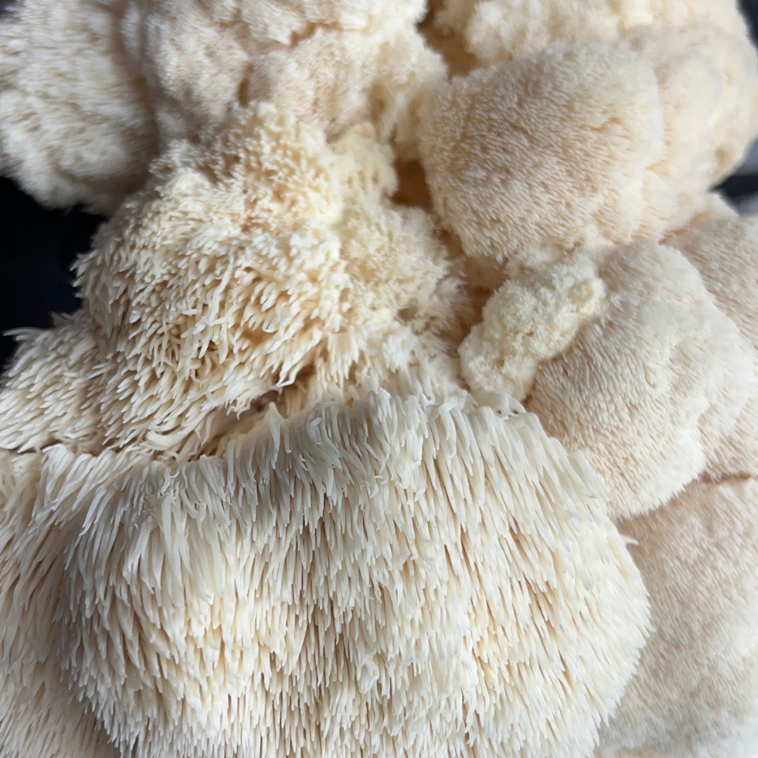 Dried Lions Mane Mushrooms