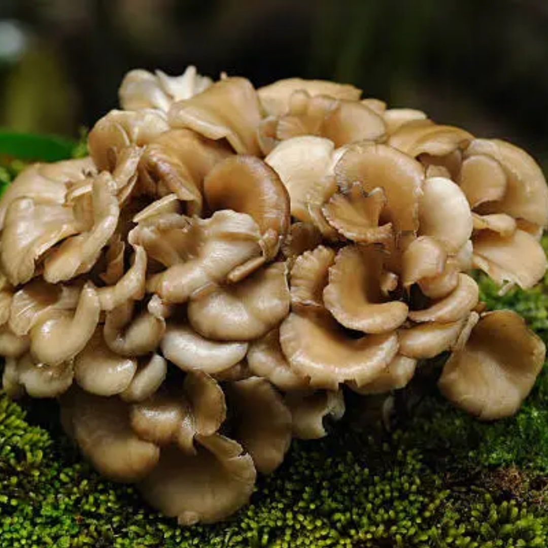 Maitake Mushroom Tincture — Double Extracted