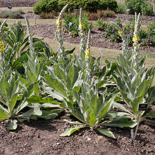 Mullein Leaf Tincture — Dual Extracted