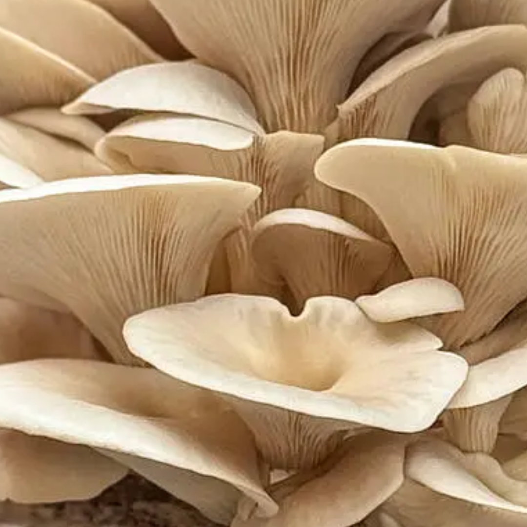 Oyster Mushroom Double Extracted Tincture