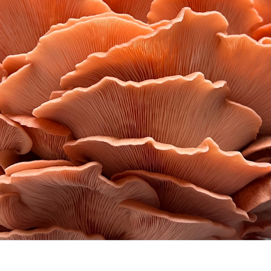 Dried Pink Oyster Mushrooms