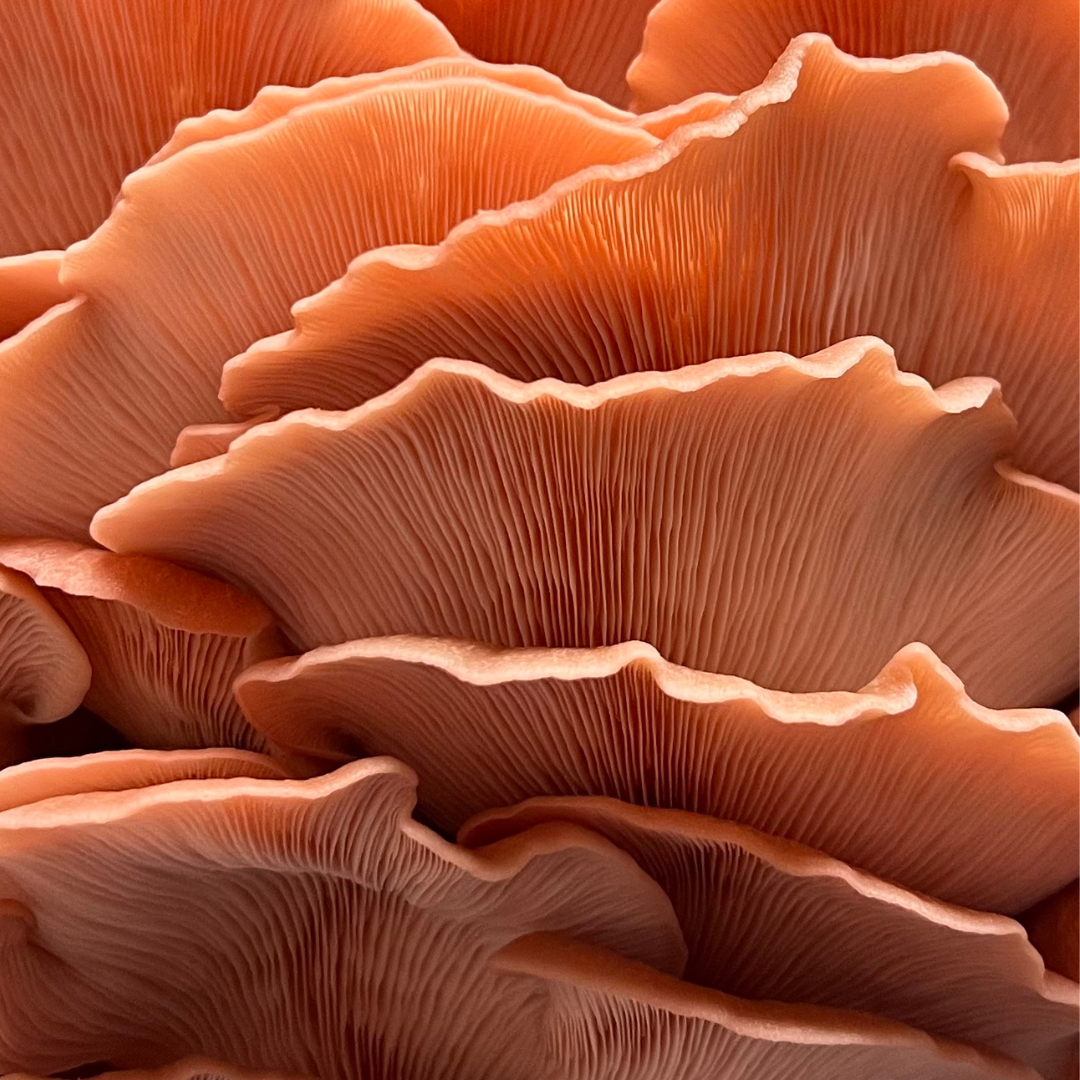 Pink Oyster Mushroom