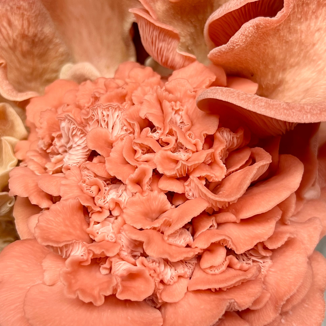 Dried Pink Oyster Mushrooms