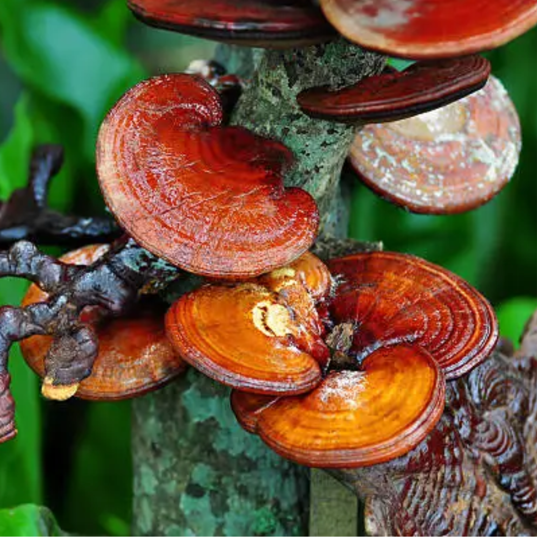 Reishi Double Extracted Tincture