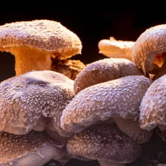 Shiitake Mushroom Tincture — Double Extracted