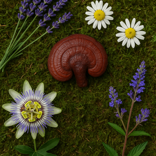 Sleepy Time Tincture Tincture — Double Extracted