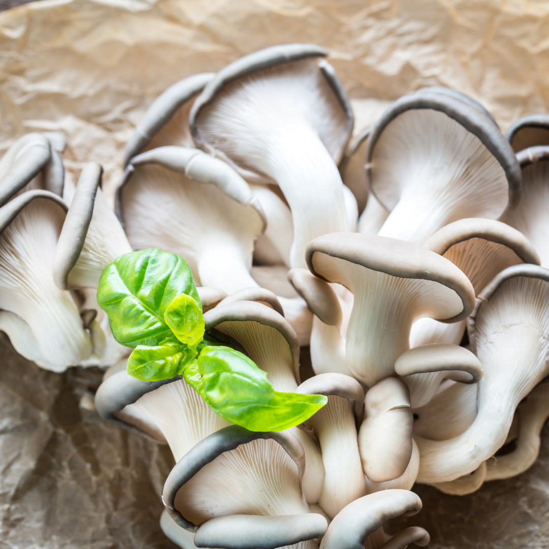 Blue Oyster Mushroom