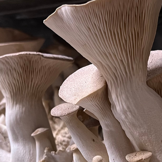 King Trumpet Oyster Mushroom