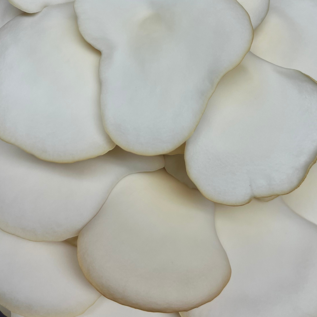 Dried Snow Oyster Mushrooms