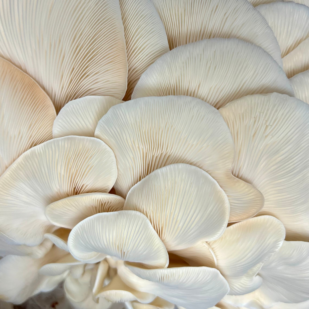 Dried Snow Oyster Mushrooms